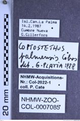 Etikette zu Coptostethus palmensis (Cobos, 1970) (NHMW-ZOO-COL-0007085)